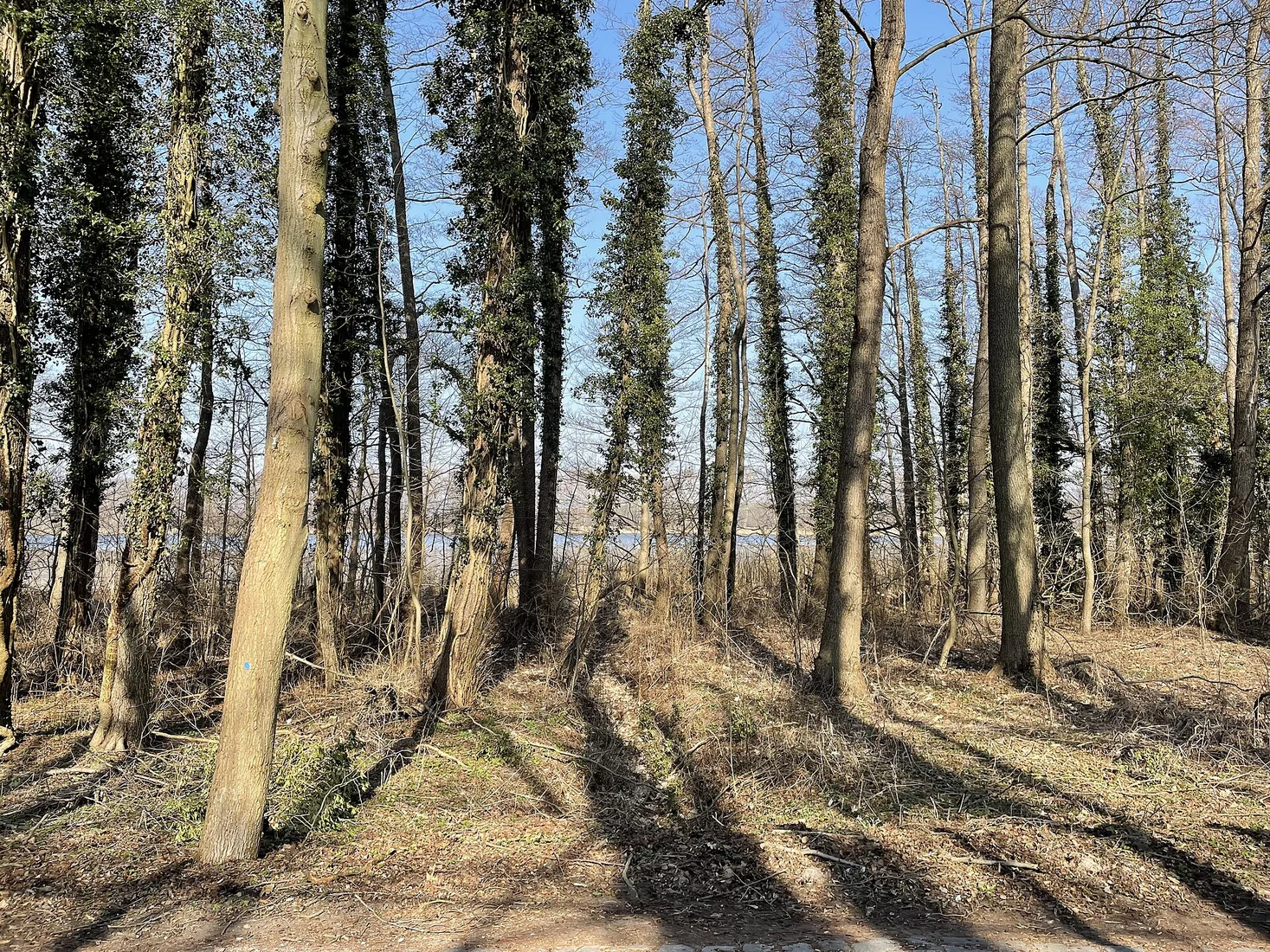 Blick über den Gutssee bei Streganz, Gemeinde Heidesee